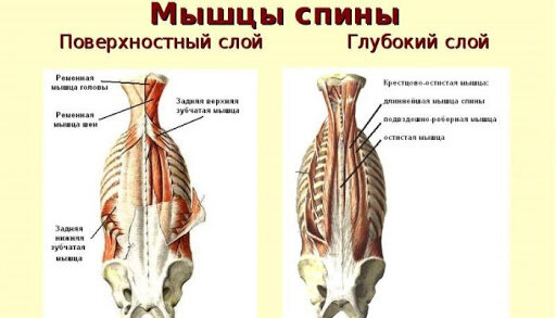 Как исправить осанку: простые упражнения и трюки - Лайфхакер