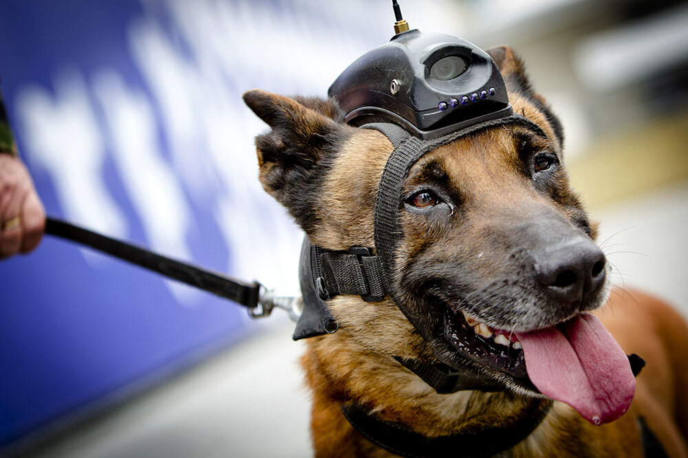  Freek van den Bergh / AP