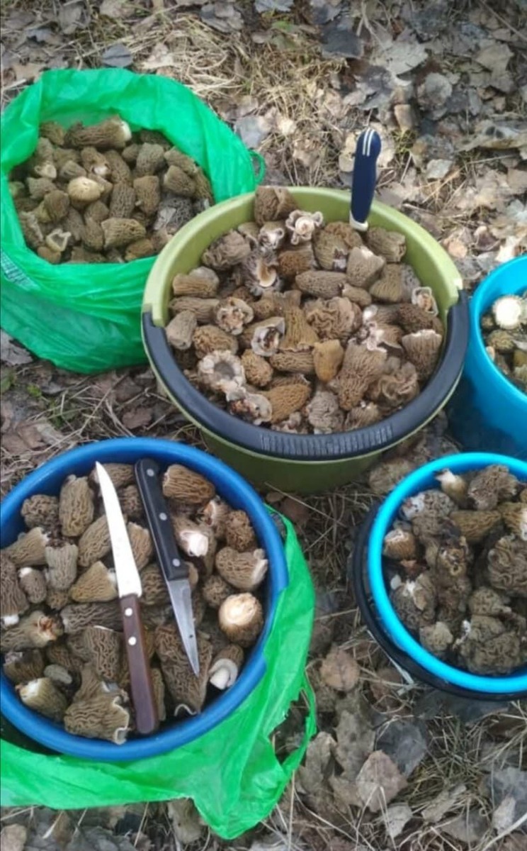 Сморчки – сумчатые грибы с пористой сморщенной шляпкой, относящиеся к семейству моршелловых культур. Растение оказывает полезное влияние на организм человека за счет содержания биоактивных веществ: зольных соединений, пищевых волокон, витаминов, полисахаридов, микро- и макроэлементов. Однако, несмотря на высокую пищевую ценность, сморчки принадлежат к категории условно-съедобных грибов (ввиду содержания токсичной гельвелловой кислоты). Для нейтрализации вредоносного соединения растение подвергают термической обработке или просушке. Помимо кулинарии сморчки используют в народной медицине. На основе данного вида грибов готовят отвары, настои и экстракты, которые применяют для лечения суставных, офтальмологических и гинекологических проблем. Польза сморчков обусловлена наличием в их структуре редких полисахаридных веществ (галактоманнанов, глюкозы, рамнозы, n-ацетил-глюкозаминов). Данные соединения улучшают обменные процессы в зрительном аппарате, укрепляют глазную мышцу, предупреждают «помутнение» хрусталика. Ввиду этого вытяжку из сморчков используют для борьбы с катарактой, глаукомой, близорукостью и дальнозоркостью. Кроме того, препараты на их основе показаны людям, чья работа связана с повышенной нагрузкой на зрительный аппарат.Благодаря сильному аромату и изысканному вкусу сморчки обрели широкую популярность среди ценителей грибных блюд. В кулинарии их используют в свежем, замороженном и высушенном виде. Сморчки подают к столу как самостоятельную закуску, а также в составе различных многокомпонентных блюд (соусов, подлив, мясных гарниров, начинок для пирогов, овощных рагу, супов-пюре). Данный продукт отлично сочетается со сметаной, морковью, картофелем, сыром и яйцами. Наряду с этим из высушенных плодов готовят ароматную приправу, которая придаёт пище выраженный грибной вкус. Главное условие – правильно приготовить продукт. 