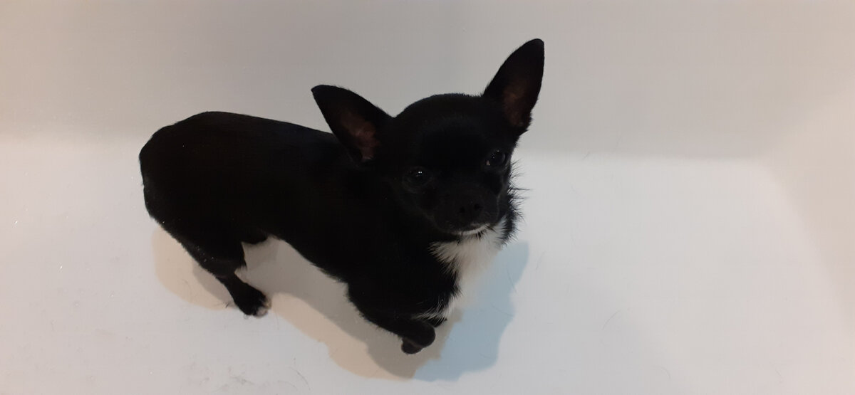 Помещаем собаку в ванну