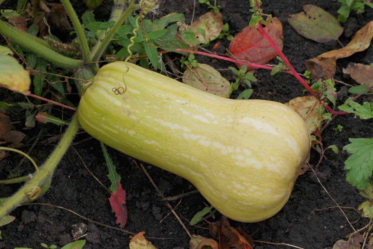 В начале сентября