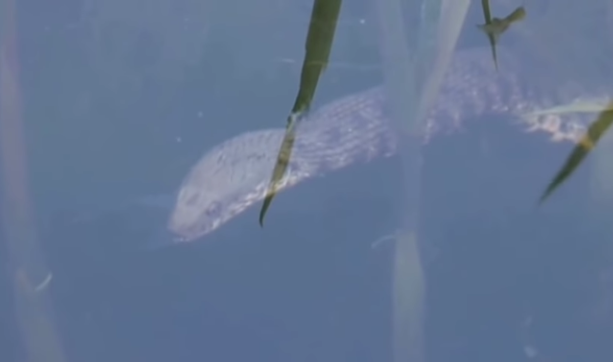 Гадюка наблюдает из воды 