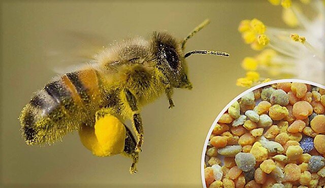 Народная Медицина 23