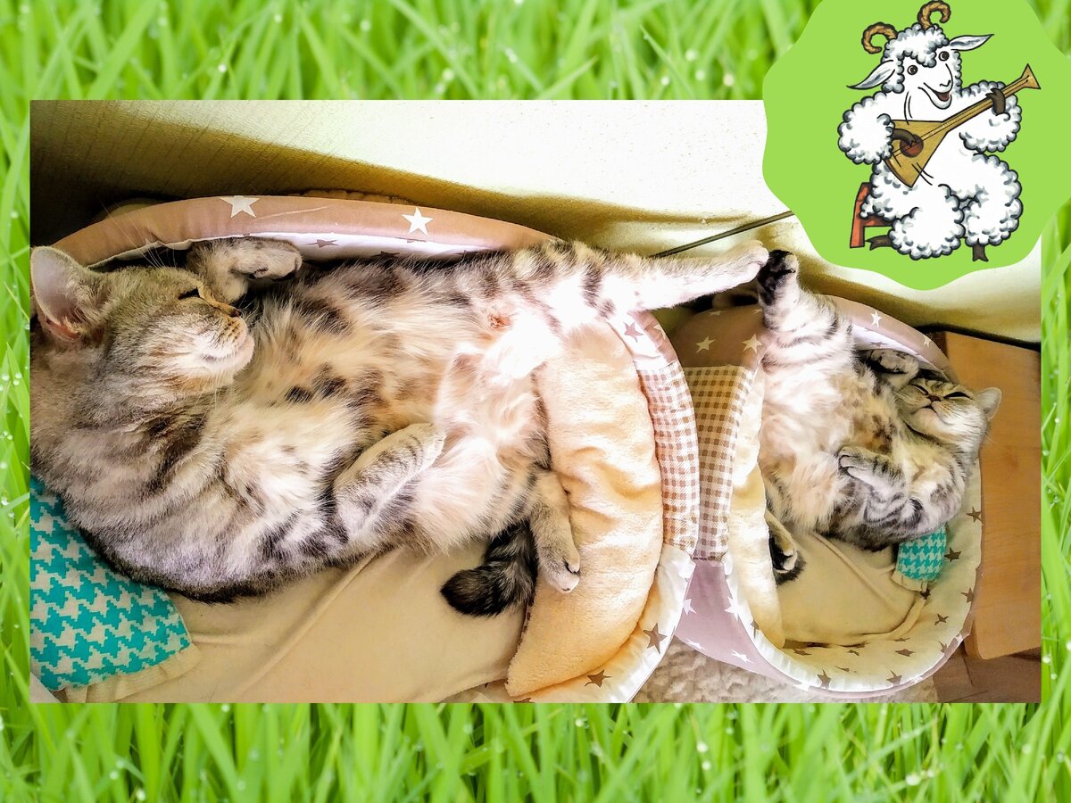 кошка спит Буся 