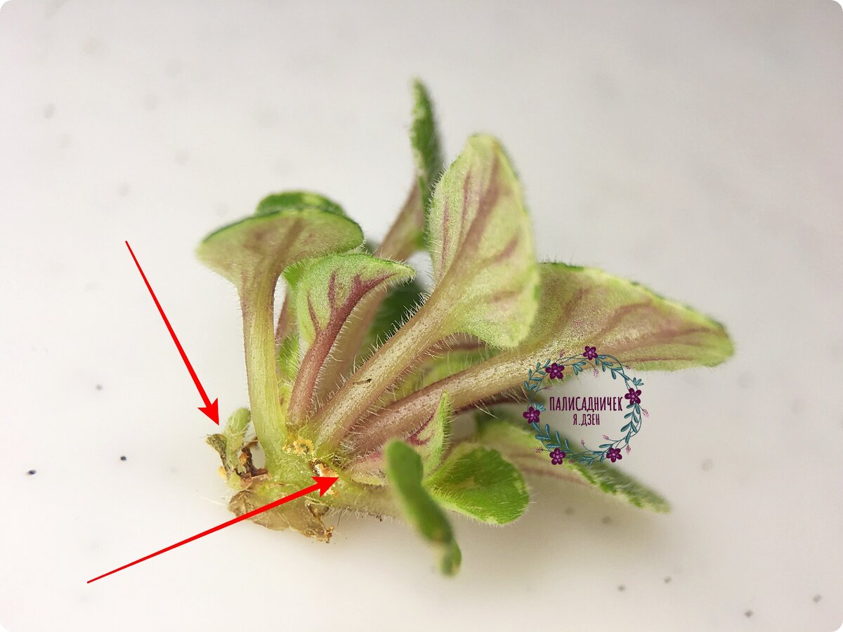 Пасынки у фиалки. Пасынки у фиалок. Лист фиалки с корешками. Размножение фиалок пасынками. Фиалка с листьями на цветоносе.