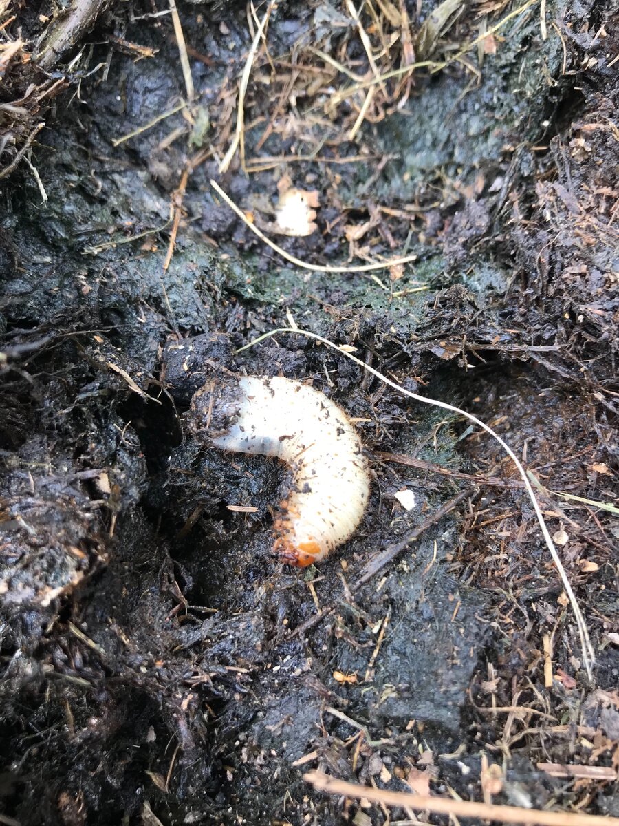 Личинка бронзовки