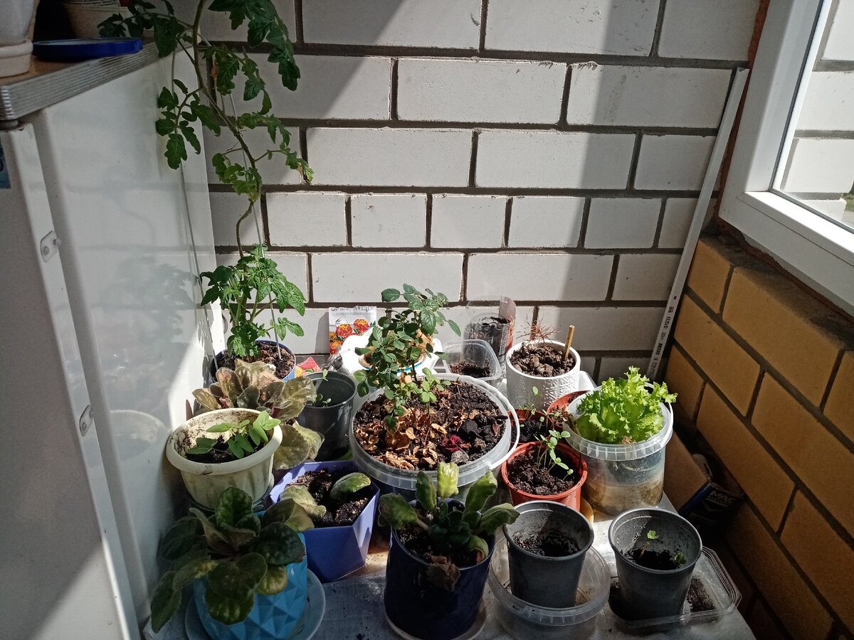 ВсЁ растет!