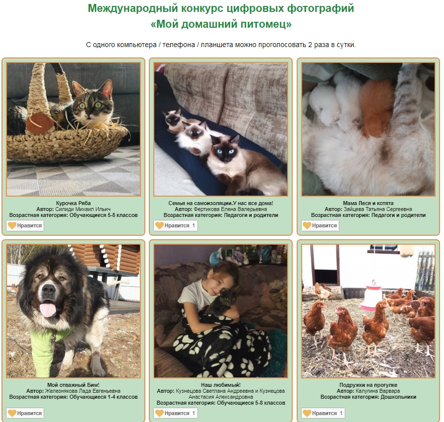 домашние любимцы рисование в. рисование мое любимое животное. мои домашние питомцы рисунок. конкурс мой домашний питомец. детские рисунки домашних питомцев с хозяином.