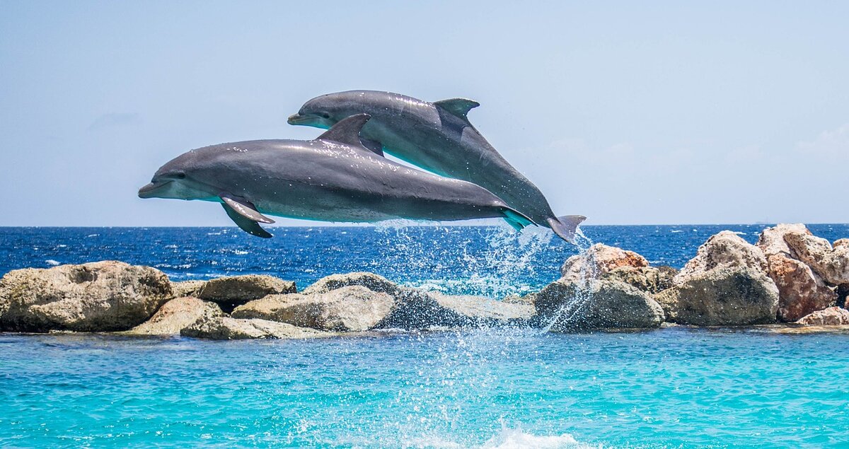 https://cdn.pixabay.com/photo/2015/08/25/04/35/dolphins-906175_1280.jpg