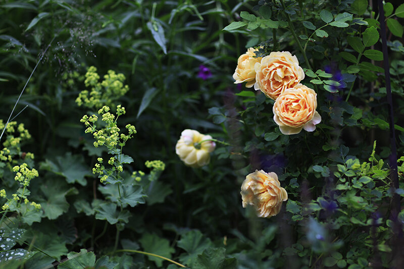 С розами и шалфеем
