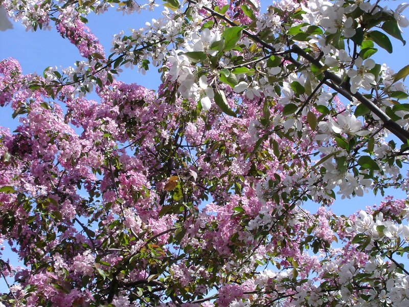 яблоня Недзведского (Malus niedzwetzkyana) цветет