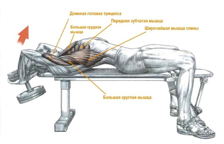 Упражнение пуловер с гантелью. Картинка взята из Яндекс картинки.