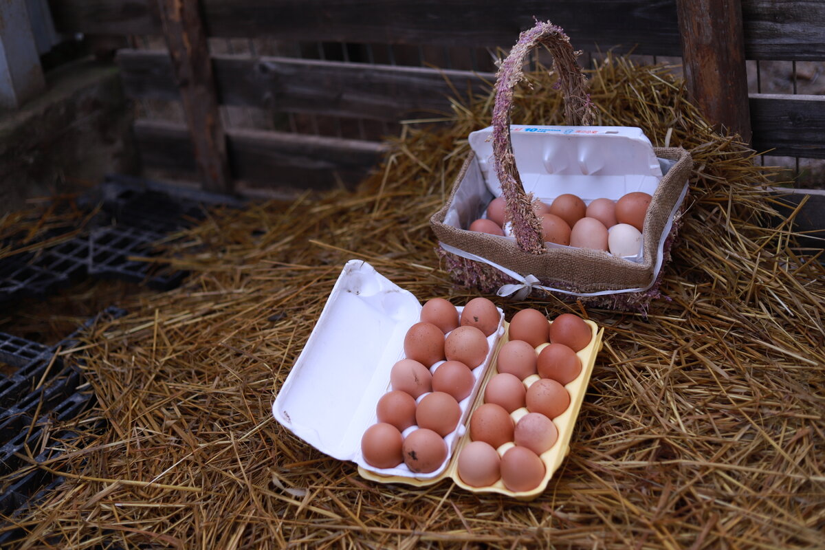 Мои Пеструшки постарались!!!