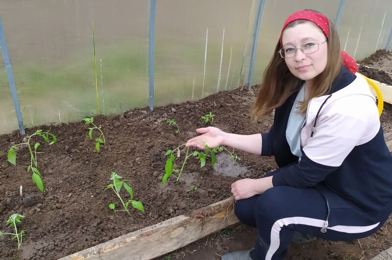 Посадка помидор в теплице в мае 2024. Высаживание рассады в теплицу. Высадка рассады в шахматном порядке. Посадка помидор в теплицу. Рассада помидор для теплицы.