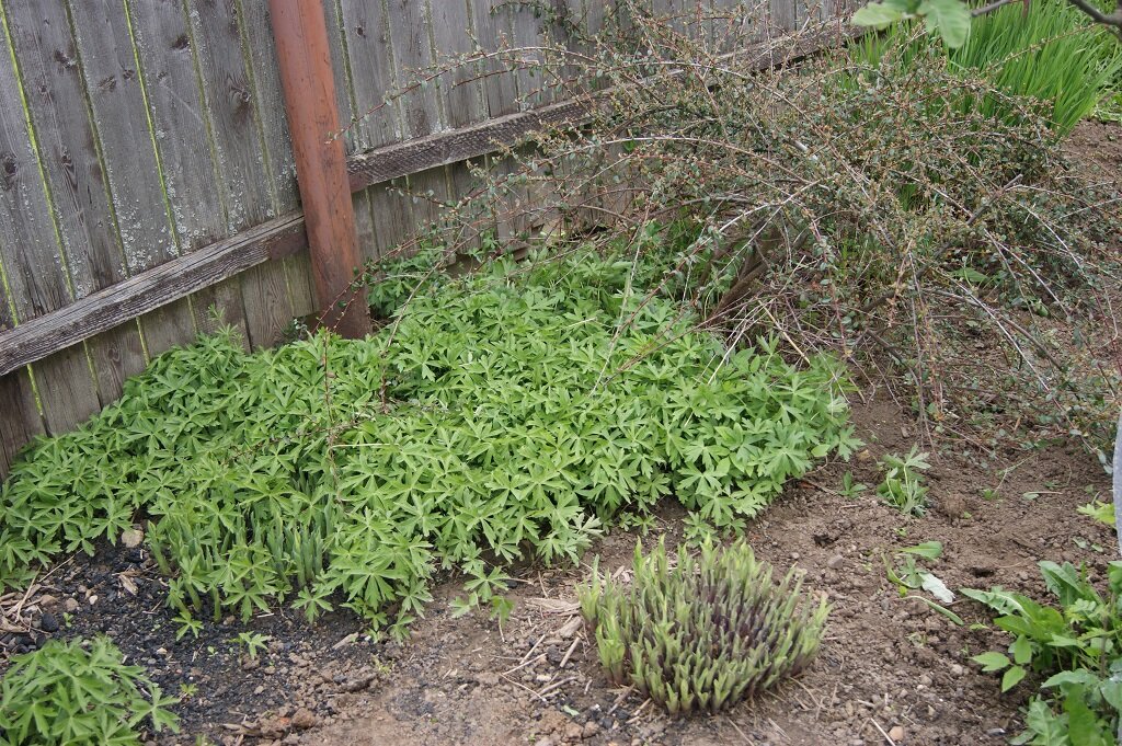 Ковёр из анемоны