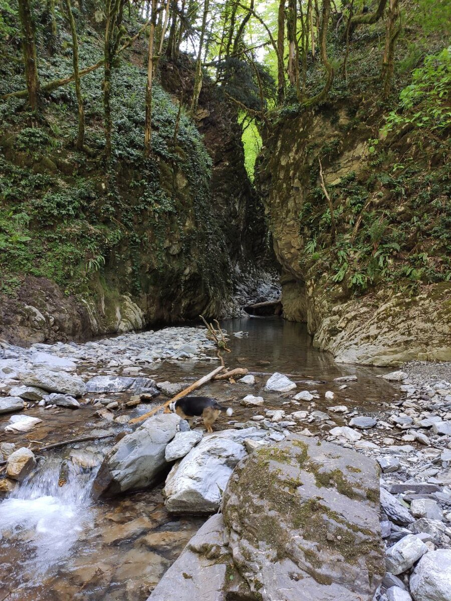 Заводь на ручье Бзогу