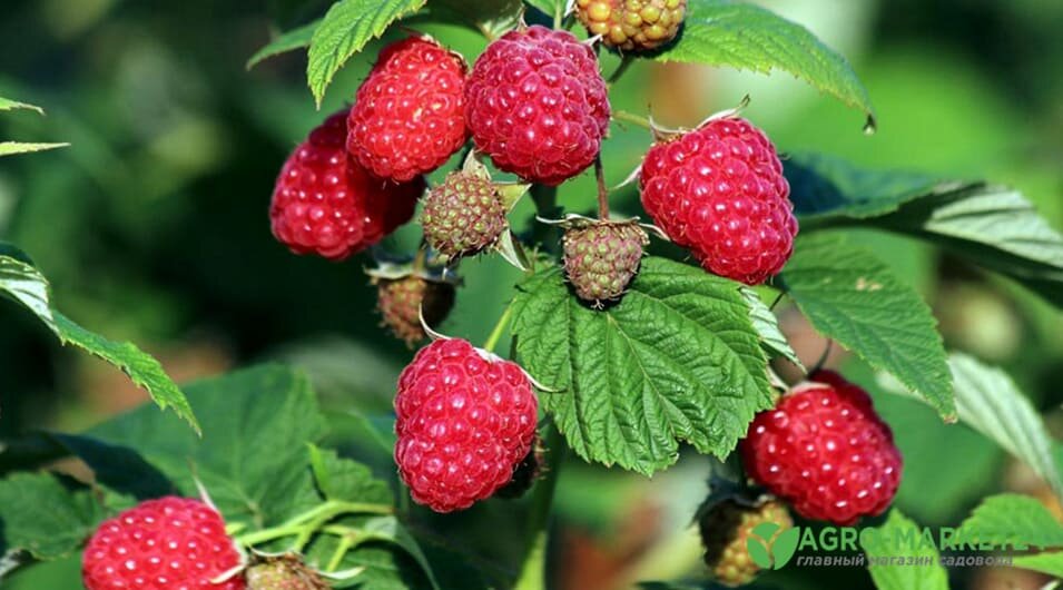 Малиновое дерево