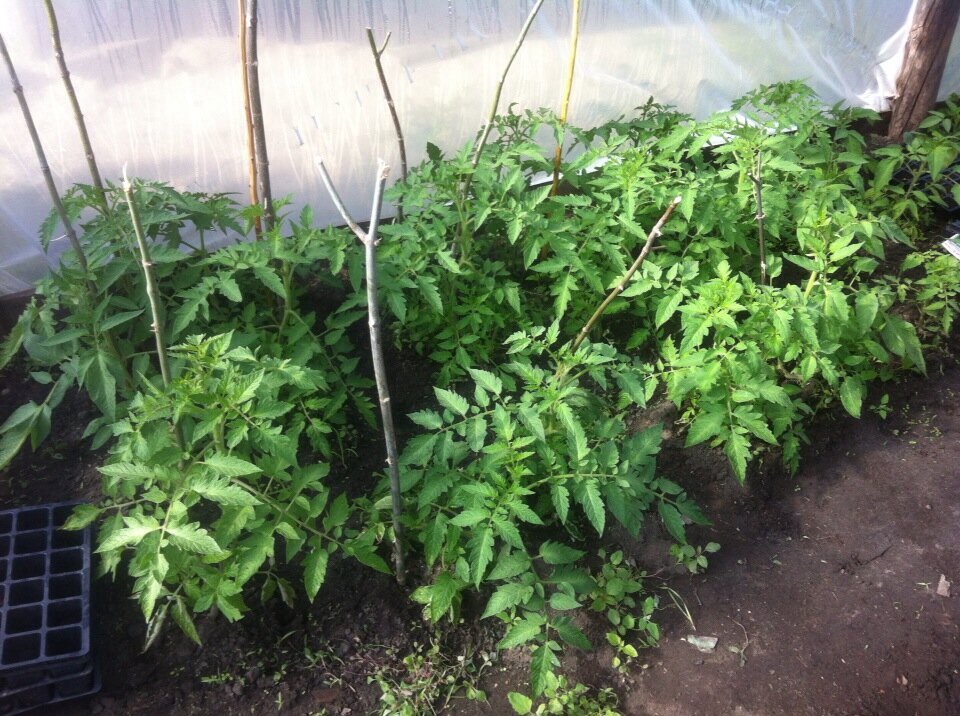 Крупные салатные розовые томаты, и это уже в начале мая