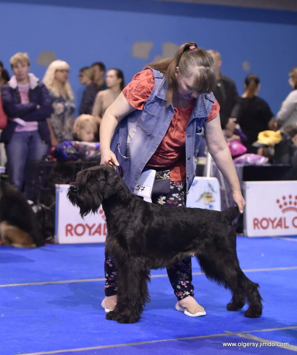 Ризен. С естественными ушами и хвостом.