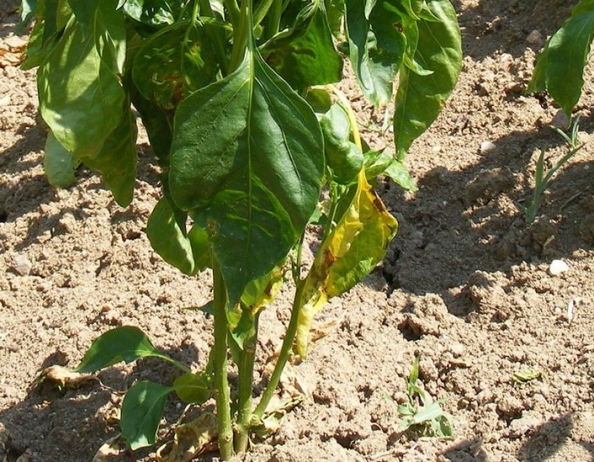 Источник фото: муп-апу.рф