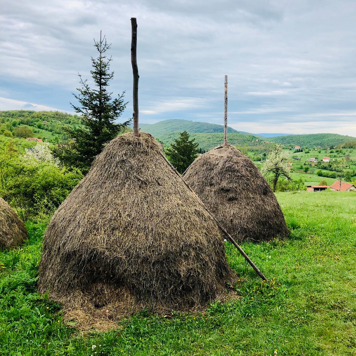 Успешно перезимовавшие стога сена