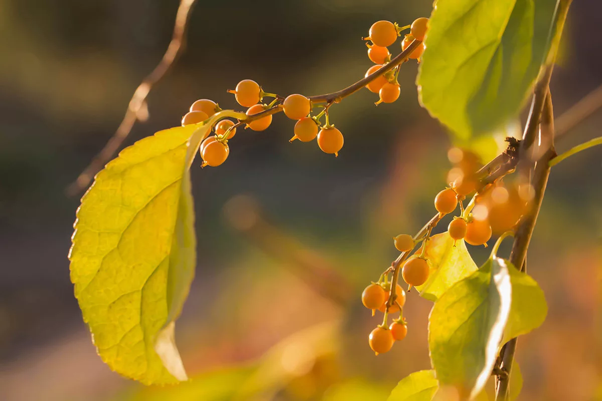 взято с https://yandex.ru/search/?text=Древогубец&clid=2149674-305&win=338&lr=4&noreask=1&ento=0oCgpydXczOTQ4MjAxEhFlbncyOTI0NjMyNzphc3NvYxgCQinQmtC10LvQsNGB0YLRgNGD0YEg0J_QsNC90LjQutGD0LvQsNGC0YPRgW0X2b4