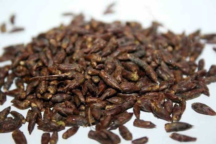 Березовые почки