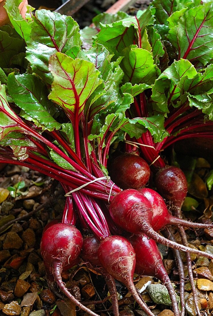 Канал Удачный Дачник. Подписывайтесь, поддержите автора лайком!