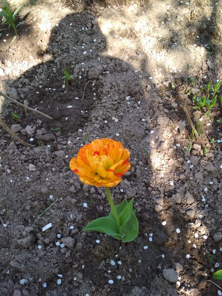 фотографирую цветок