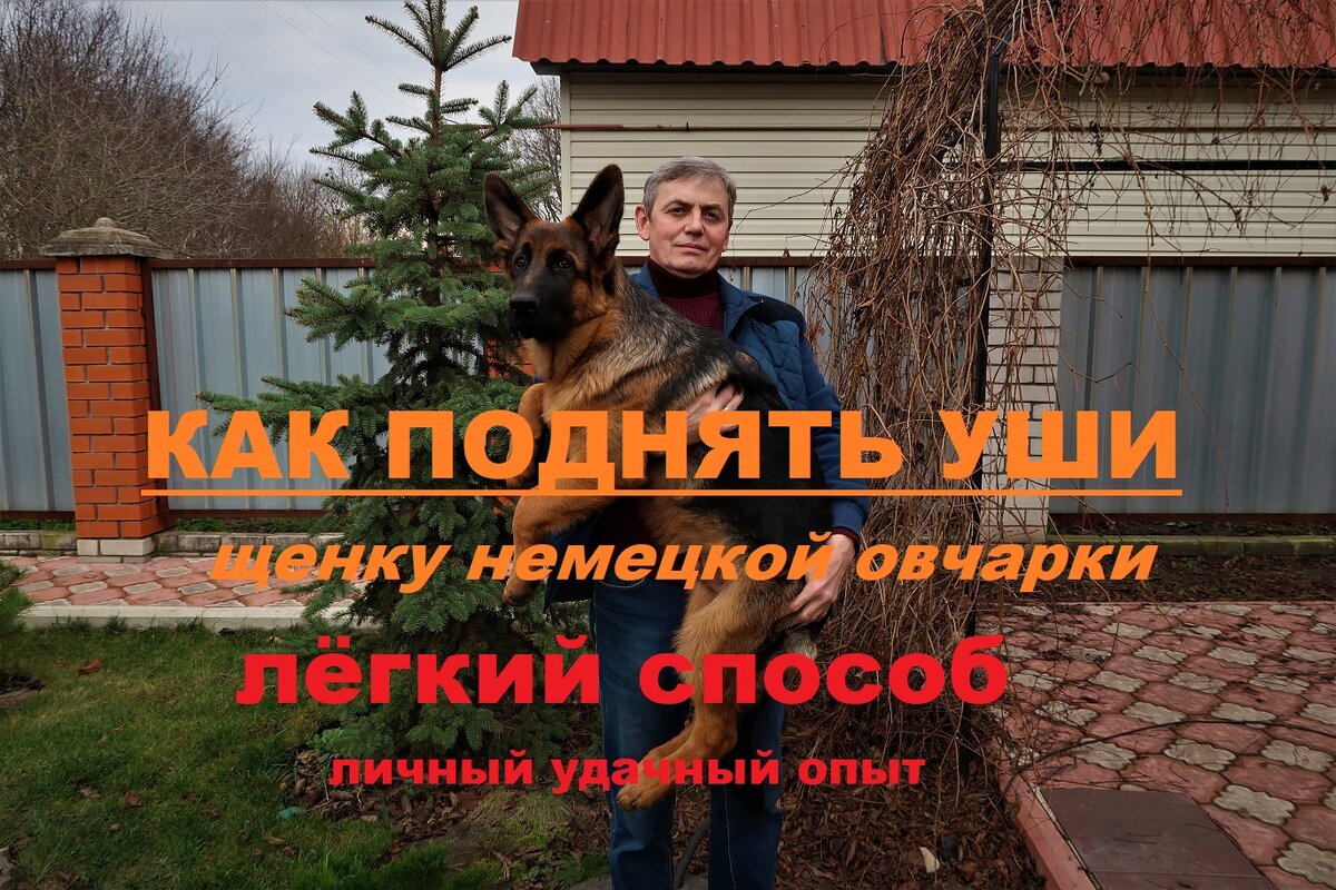 поднять на уши