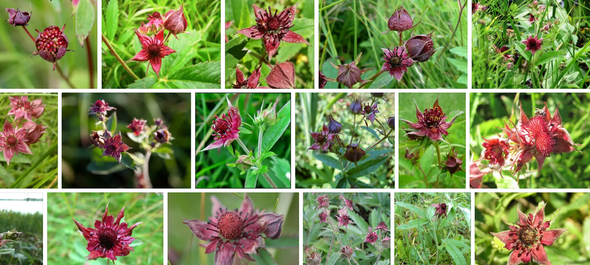 Подборка изображений сабельника болотного с яндекс-фото