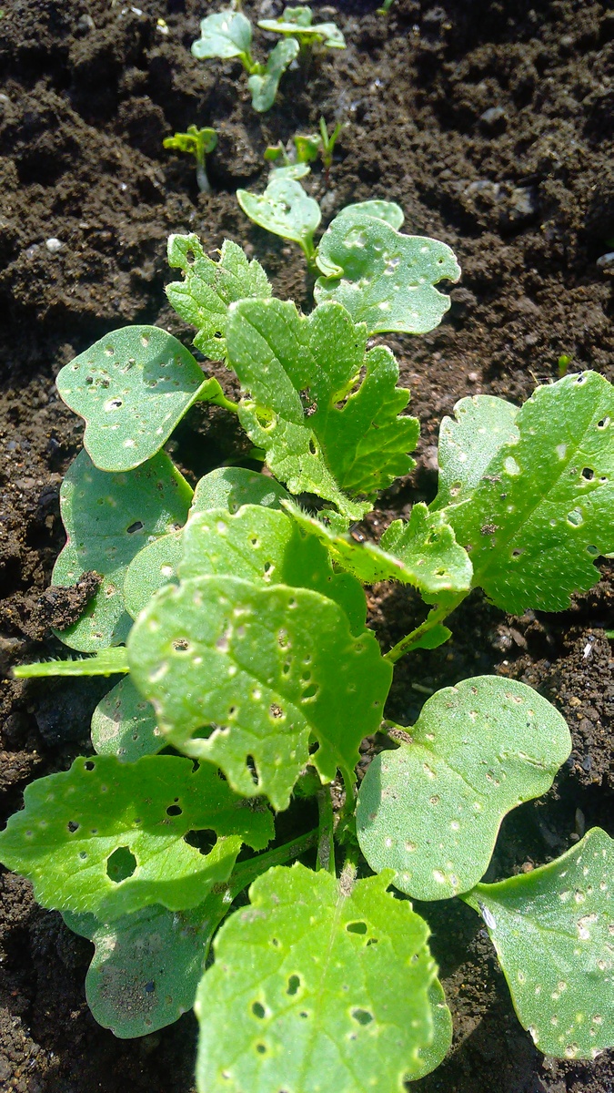 Заметили дырочки на листьях редиски, капусты или редьки - срочно обрабатываем от крестоцветной блошки