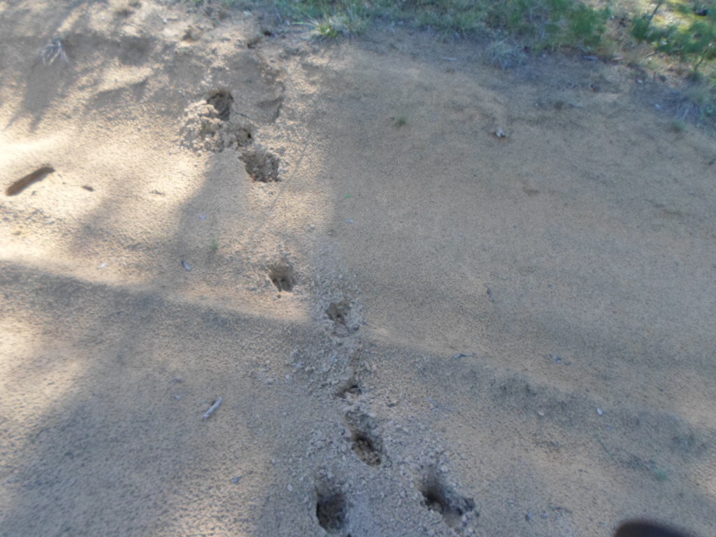 следы у дороги