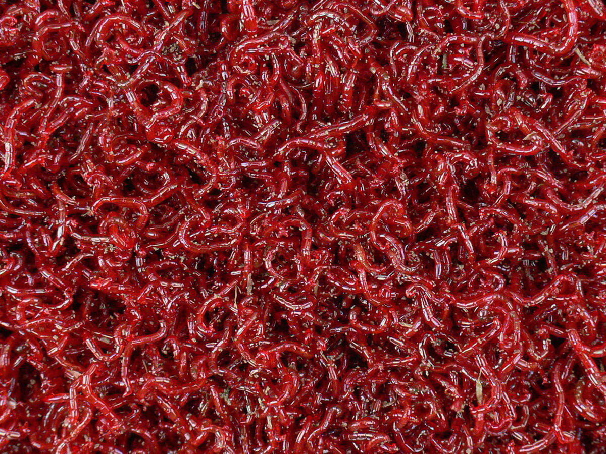 Свежий мотыль - радость рыбака