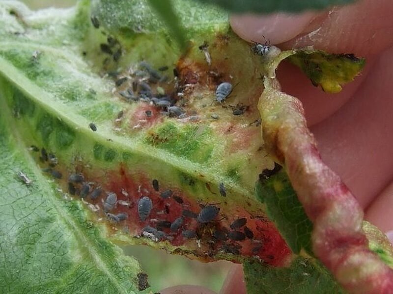 Источник rusoboz.ru