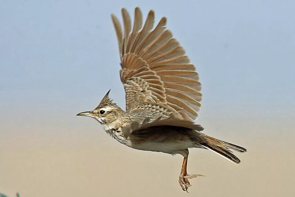 2. Жаворонок