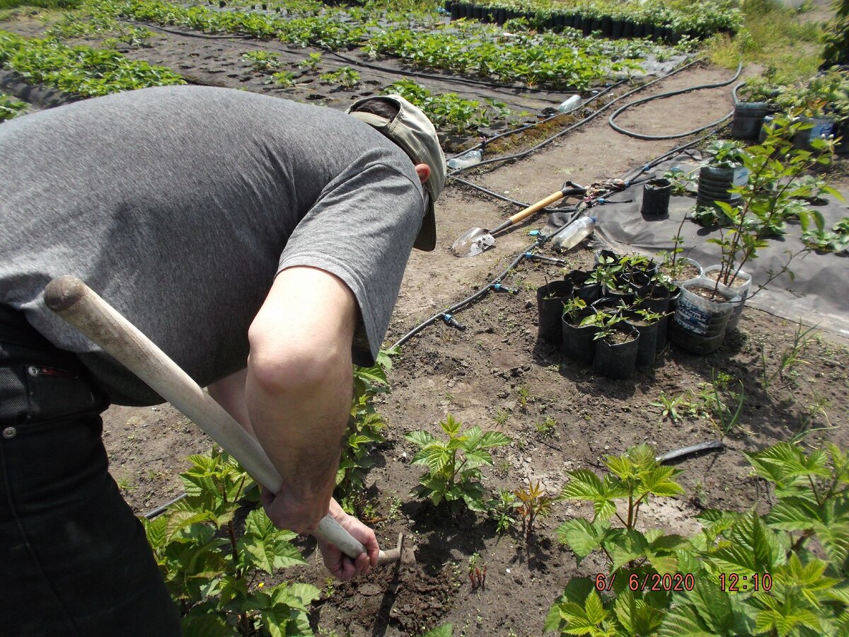 За день до Троицы я стараюсь работать на огороде только до обеда