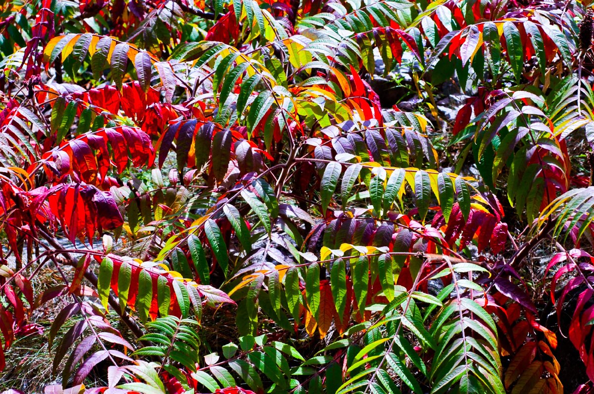 Сумах оленерогий дерево. Сумах Rhus typhina.