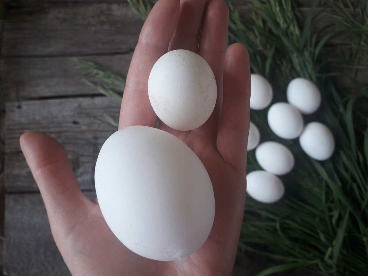 Яйцо домашнее 