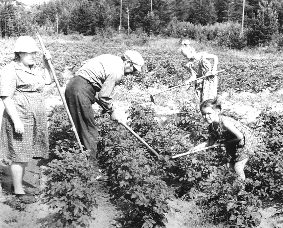 Кто рожден с 1955 по 1975 и у кого родителям повезло получить дачный участок "от работы" - помнят как это было полезно и весело!
