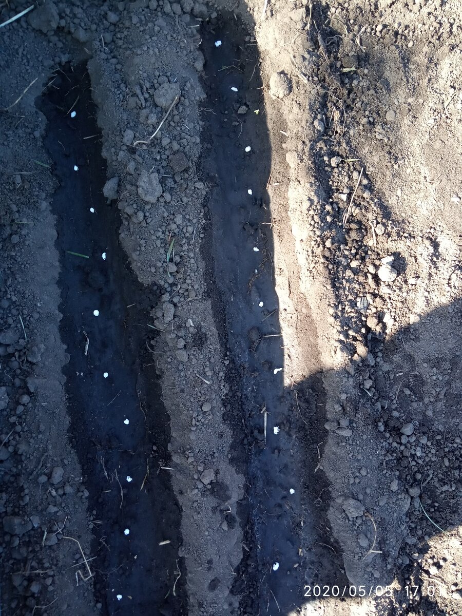 приготовленные к засыпке грунтом семена гранулированной моркови