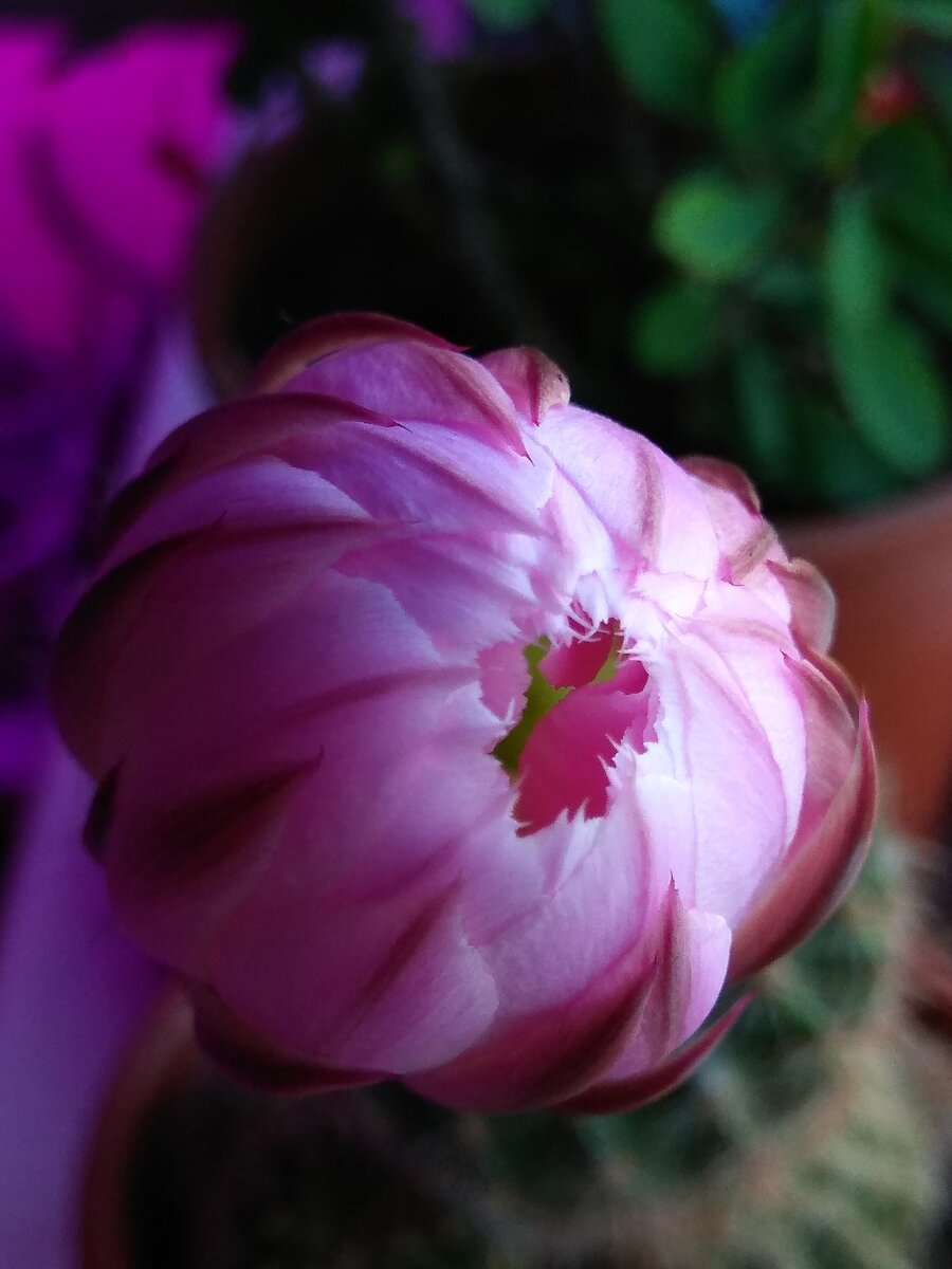 Бутон раскрывается