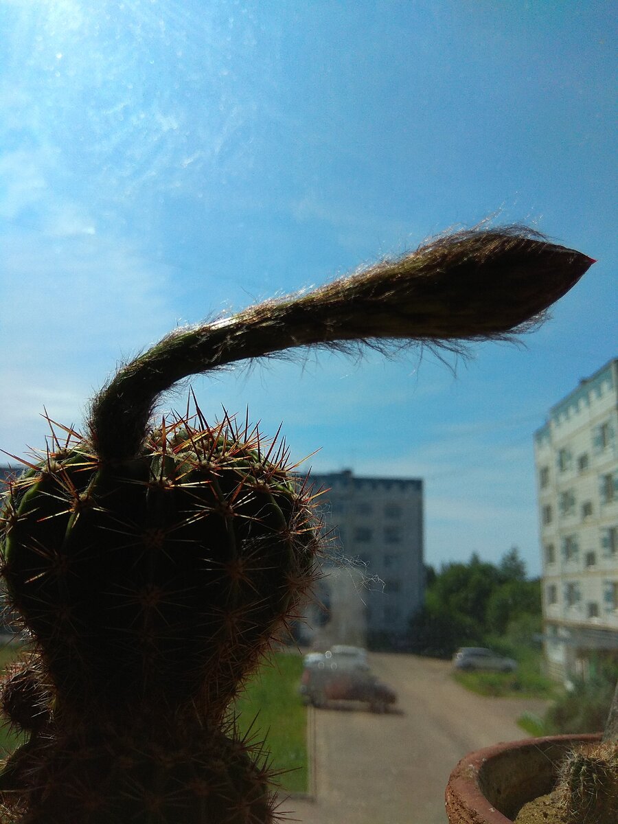 Растут быстро