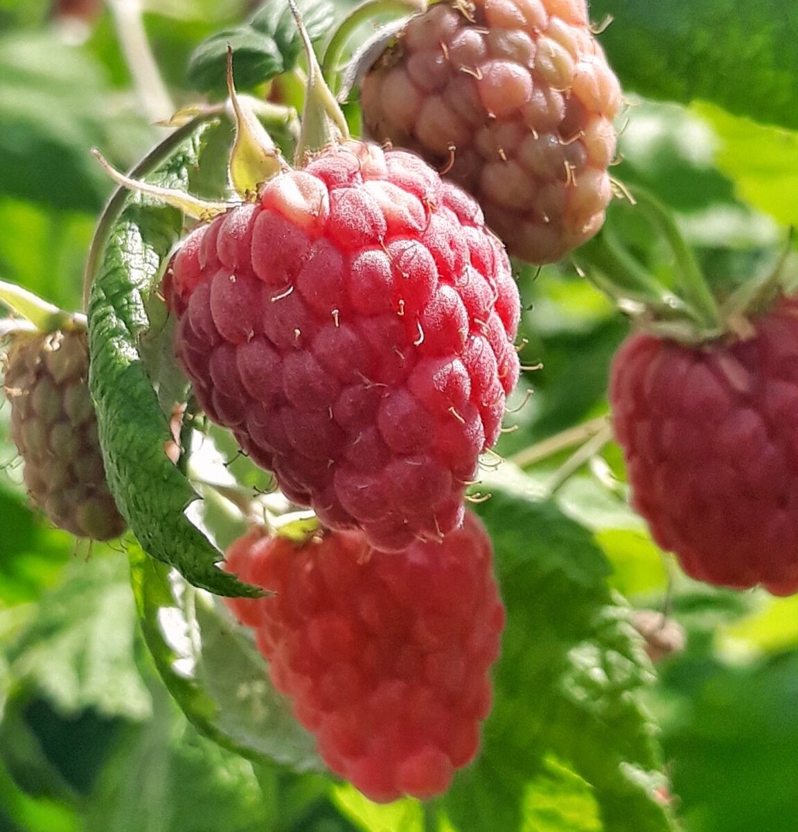 Середина июля - малиновое время!