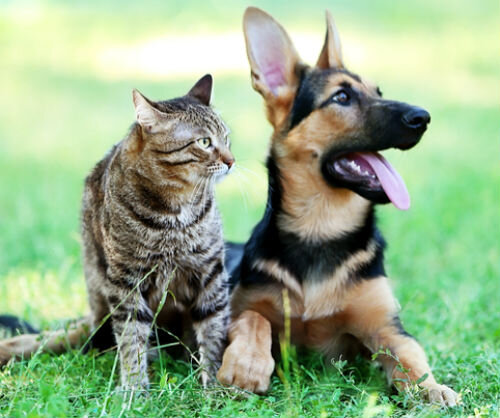 Милые рисунки кошек и собак - 73 фото