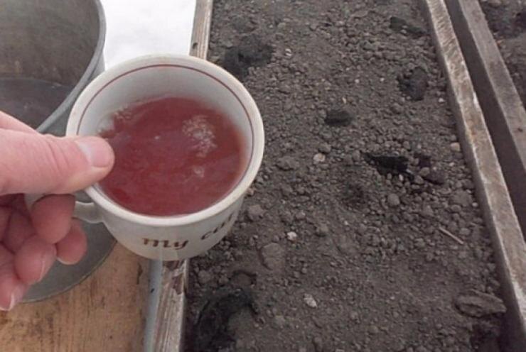 Дезинфекция грунта раствором марганцовки.