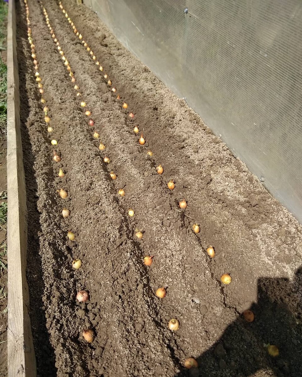 Посадка лука в 2020 году (фото автора)