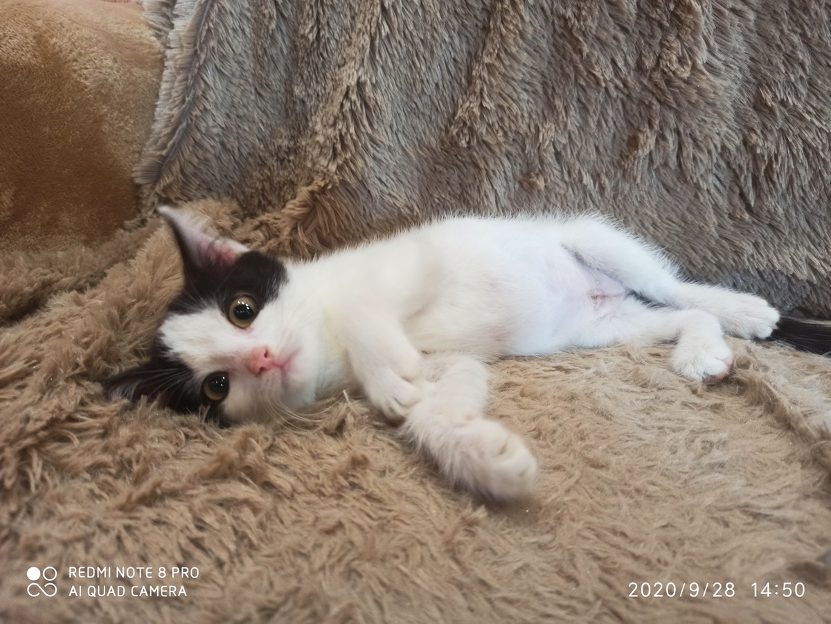 У каждого бездомного котенка должен быть свой дом.