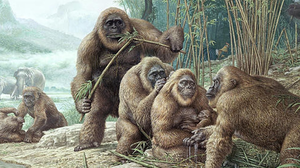 Специалисты утверждают, что гигантопитеки могли быть до трёх и даже до четырёх  метров ростом и от 300 до 550 кг - весом, Фото: https://yandex.ru/images