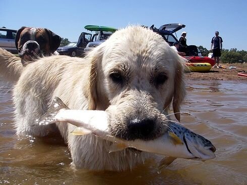 Некоторые собаки талантливые рыболовы